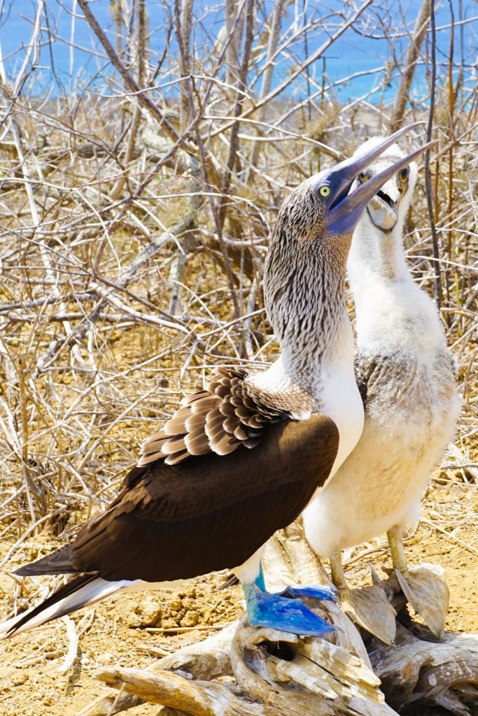 Isla De La Plata Ecuador: Alternative to the Galapagos