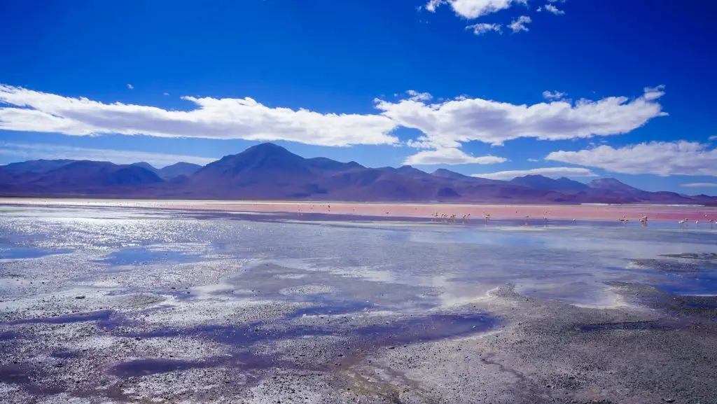 Bolivia Salt Flat Tour to Salar de uyuni. Llama