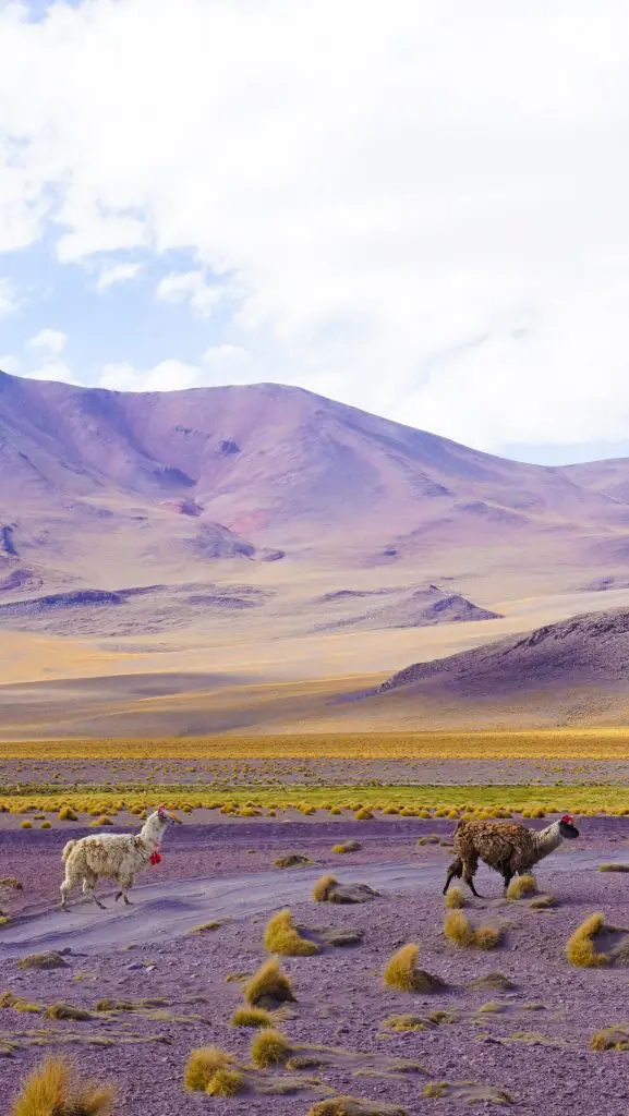 uyuni salt flats tour companies | bolivia salt flats tour | uyuni salt flats tour | cruz andina traveller