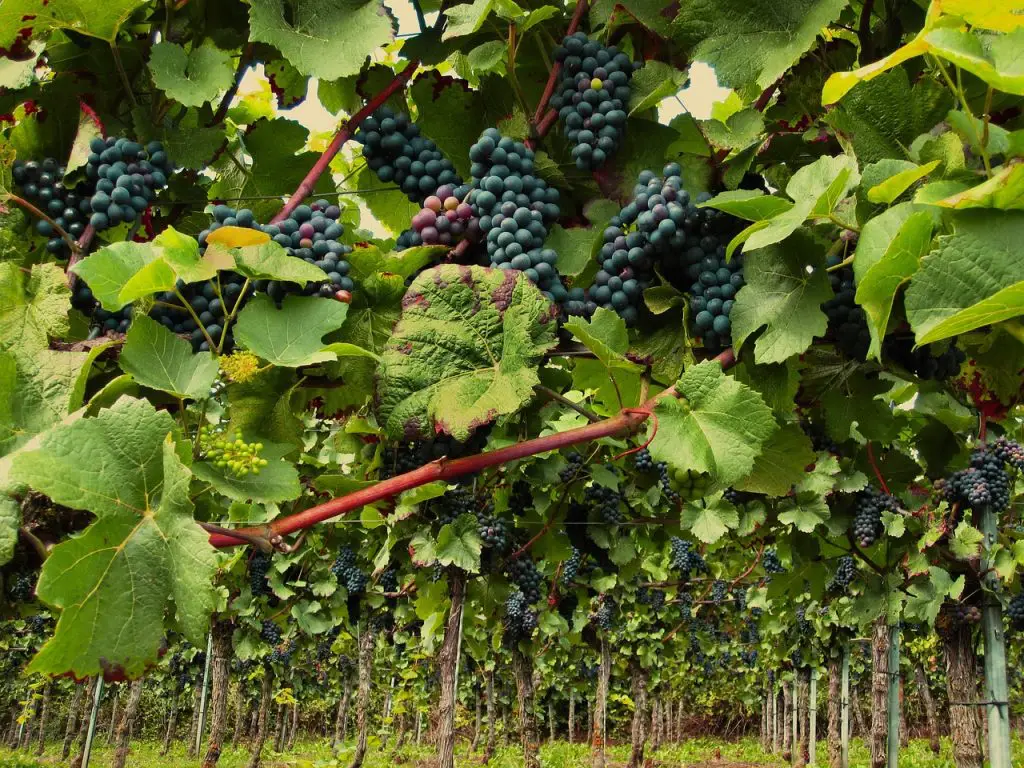 Our Favorite Queenstown Wineries for Sophisticated Wine Tastings 12 Barrel Fence Cellars ** vineyards near queenstown ** new zealand wine tours queenstown ** tours from queenstown nz ** wineries around queenstown ** wineries near queenstown nz ** winery lunch queenstown